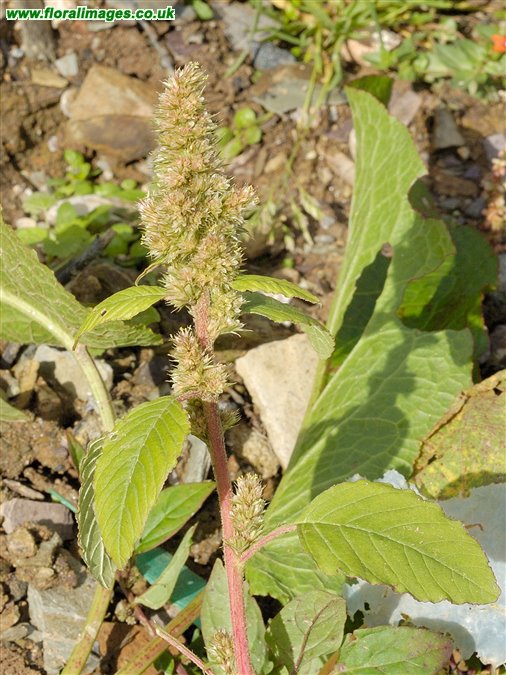 Amaranthus retroflexus