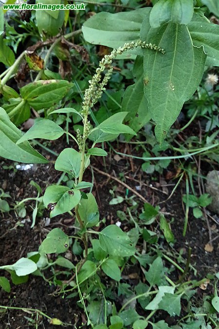 Amaranthus viridus
