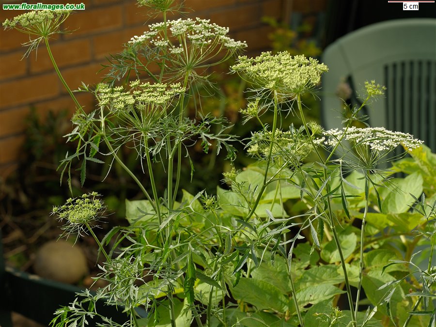 Ammi majus