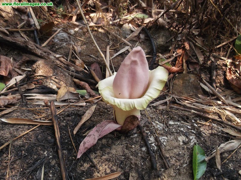 Malaysian Penis Plant 98