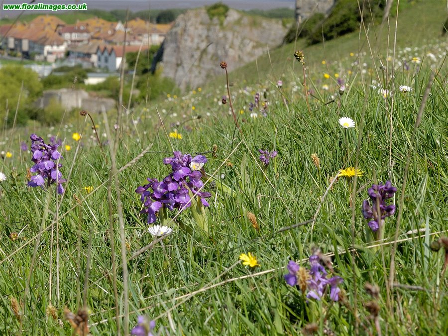 Anacamptis morio