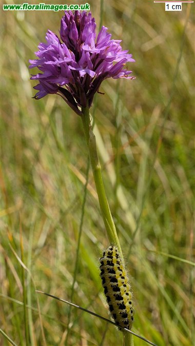 Anacamptis pyramidalis
