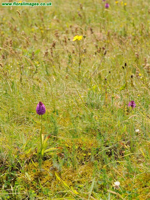 Anacamptis pyramidalis
