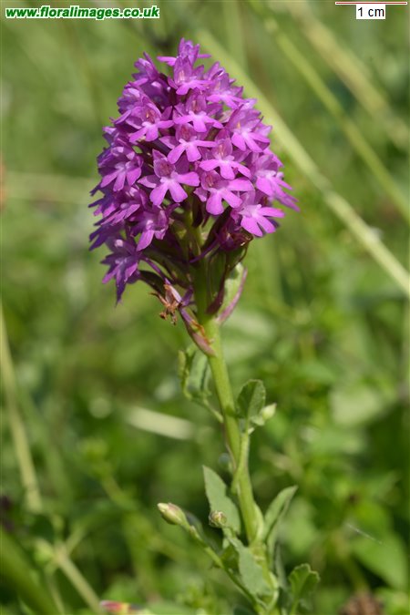 Anacamptis pyramidalis