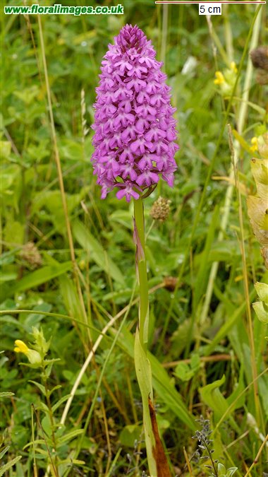 Anacamptis pyramidalis