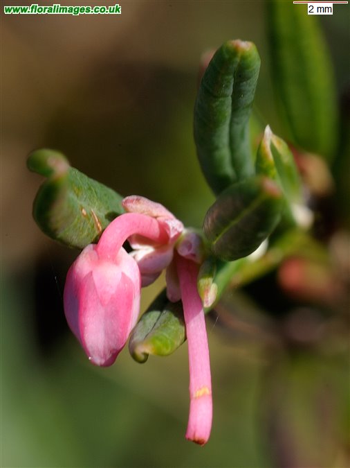 Andromeda polifolia