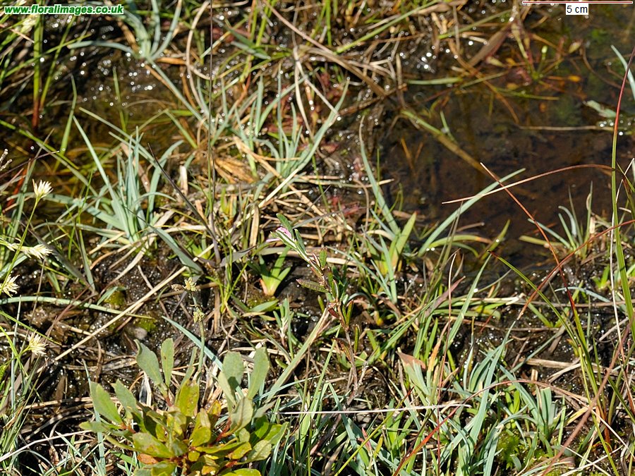 Andromeda polifolia