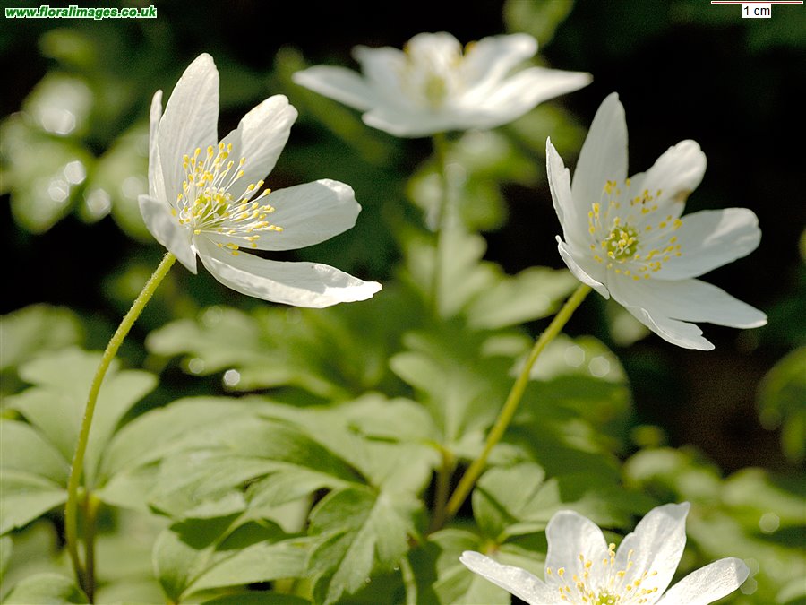 Anemone nemorosa