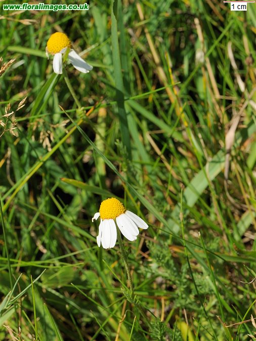 Anthemis arvensis
