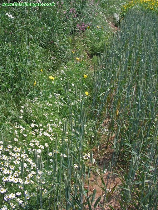Anthemis cotula