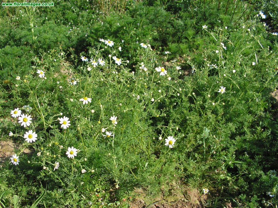 Anthemis cotula