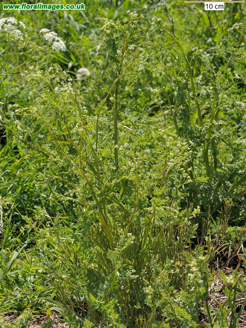 Anthriscus caucalis