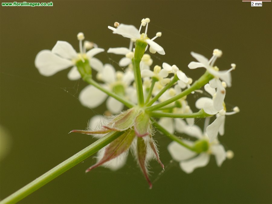 Anthriscus sylvestris