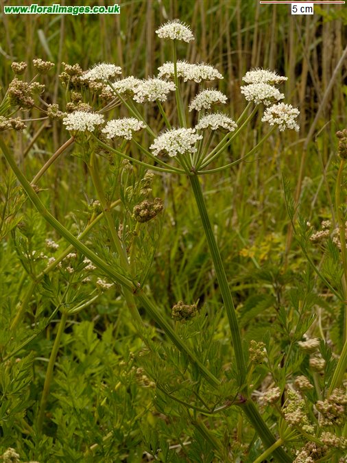 Anthriscus sylvestris