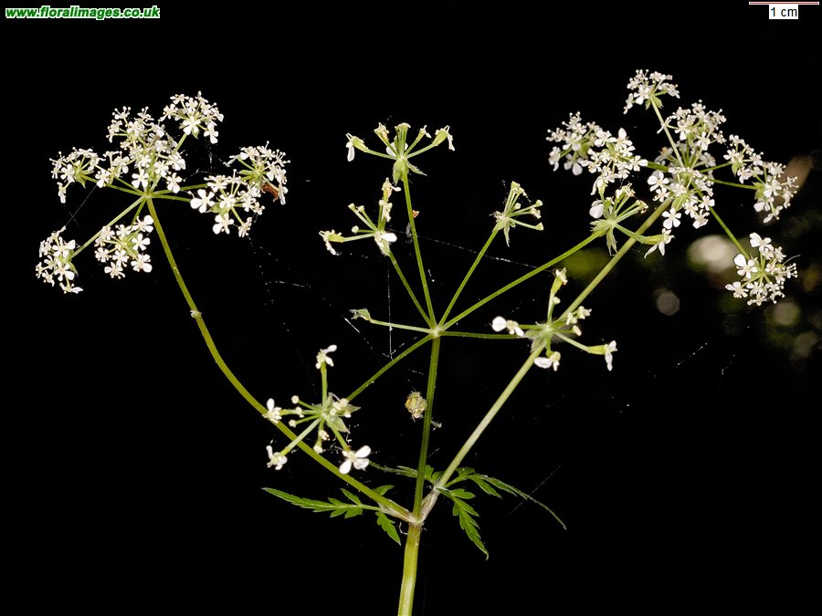 Anthriscus sylvestris