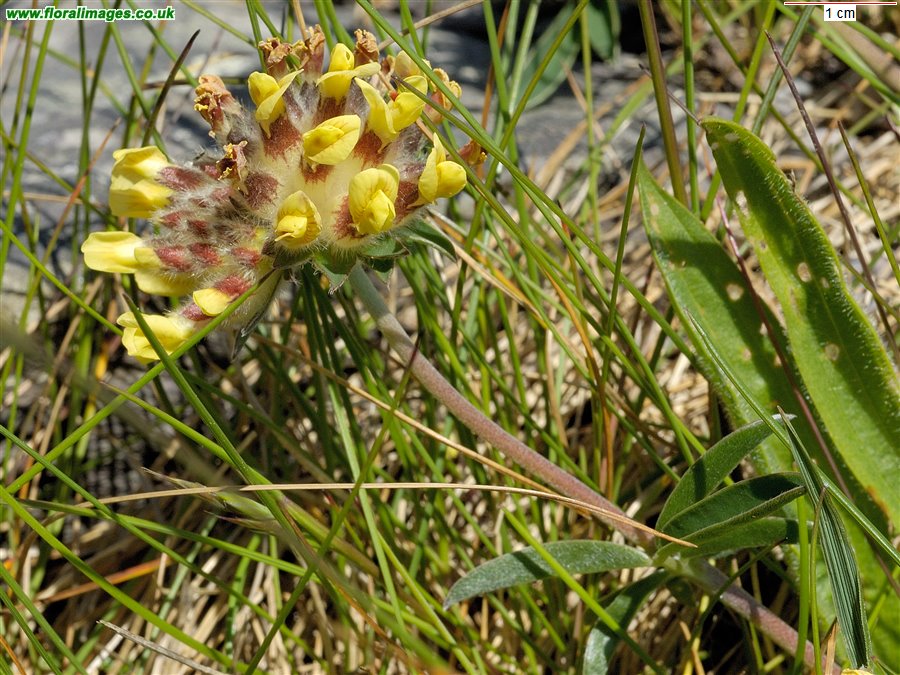 Anthyllis vulneraria