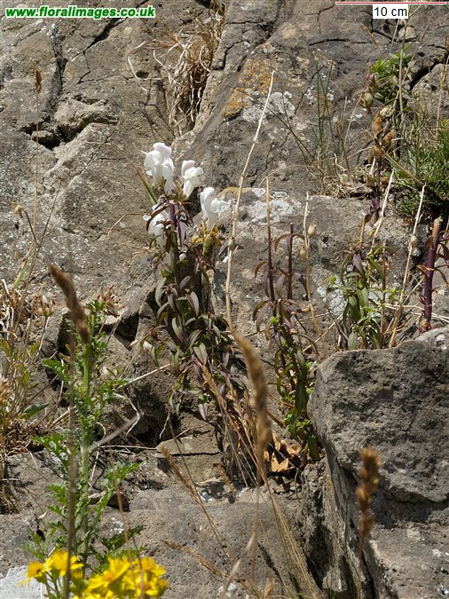 Antirrhinum majus