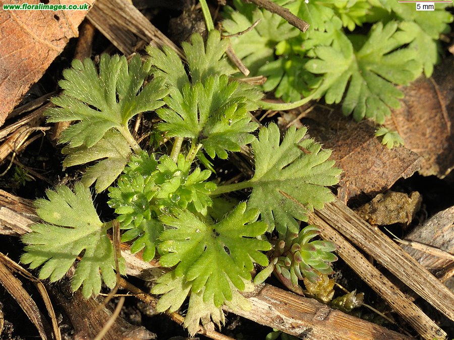Aphanes arvensis agg.