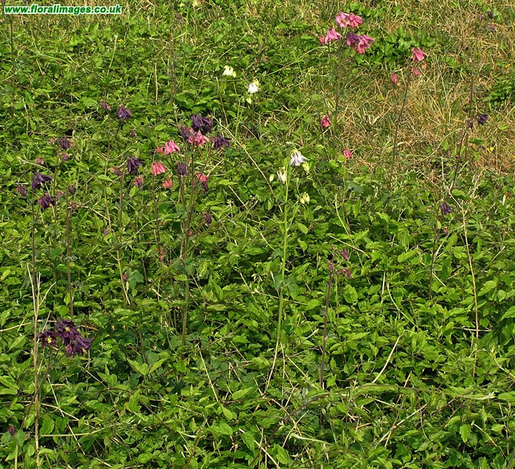 Aquilegia vulgaris