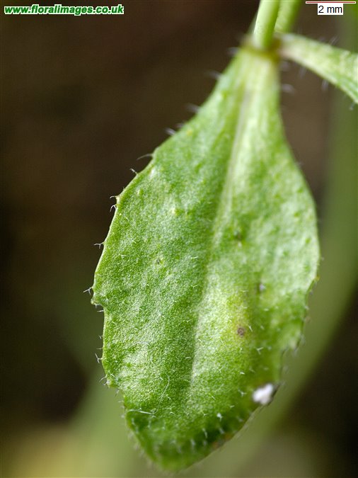 Arabidopsis thaliana