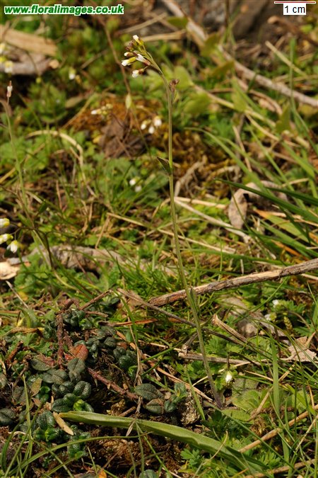 Arabidopsis thaliana