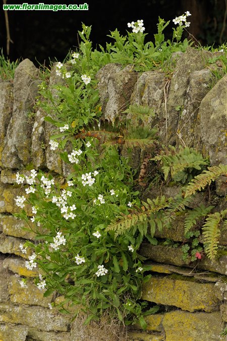 Arabis caucasica