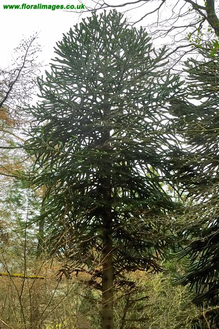 Araucaria araucana