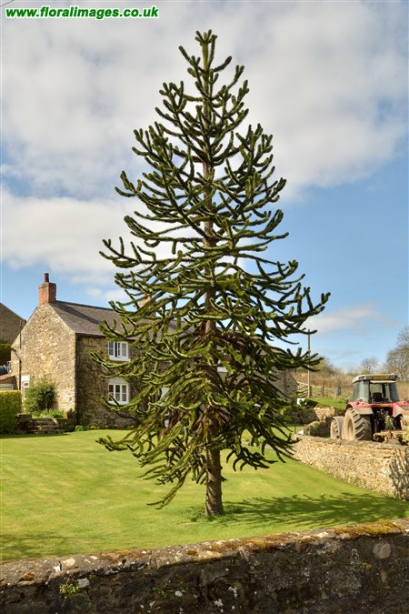 Araucaria araucana