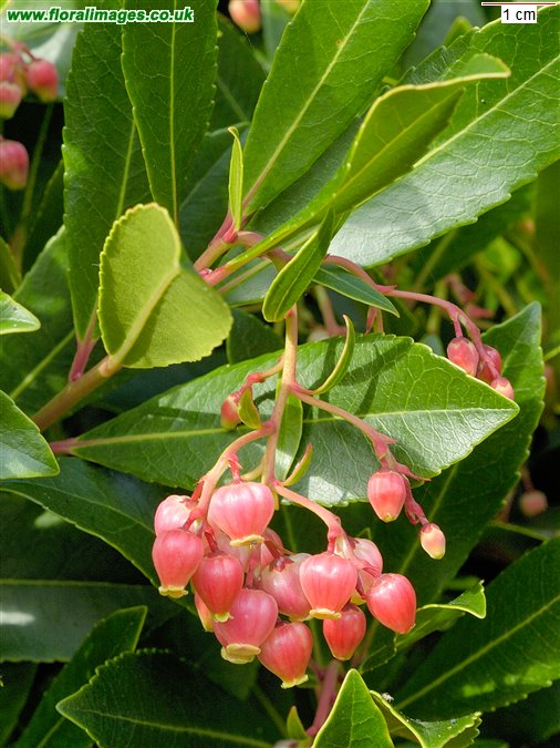 Arbutus unedo