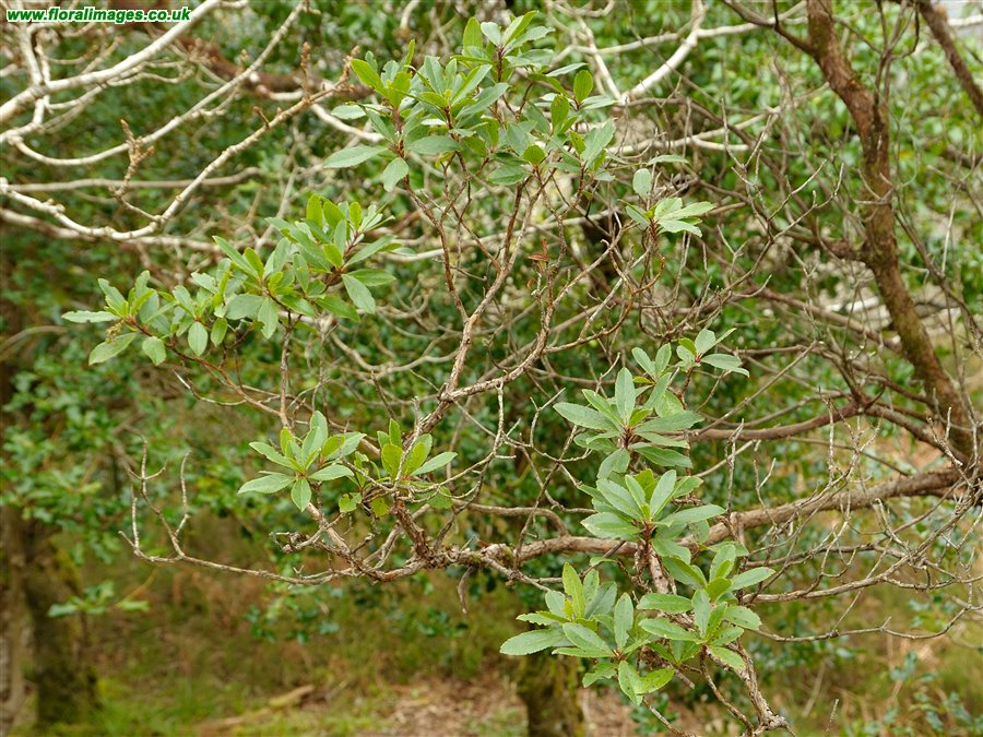 Arbutus unedo