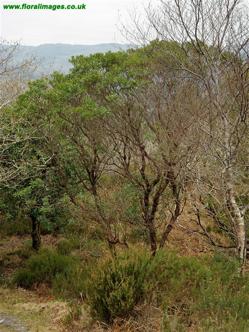 Arbutus unedo
