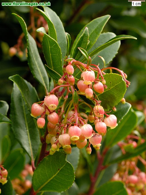 Arbutus unedo, picture 11 of 13
