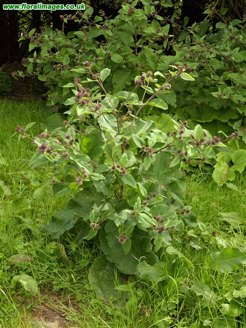 Arctium minus