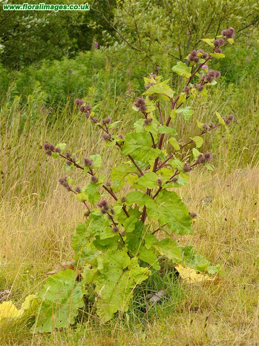 Arctium nemorosum
