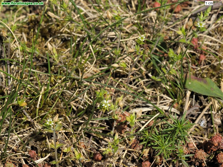 Arenaria serpyllifolia