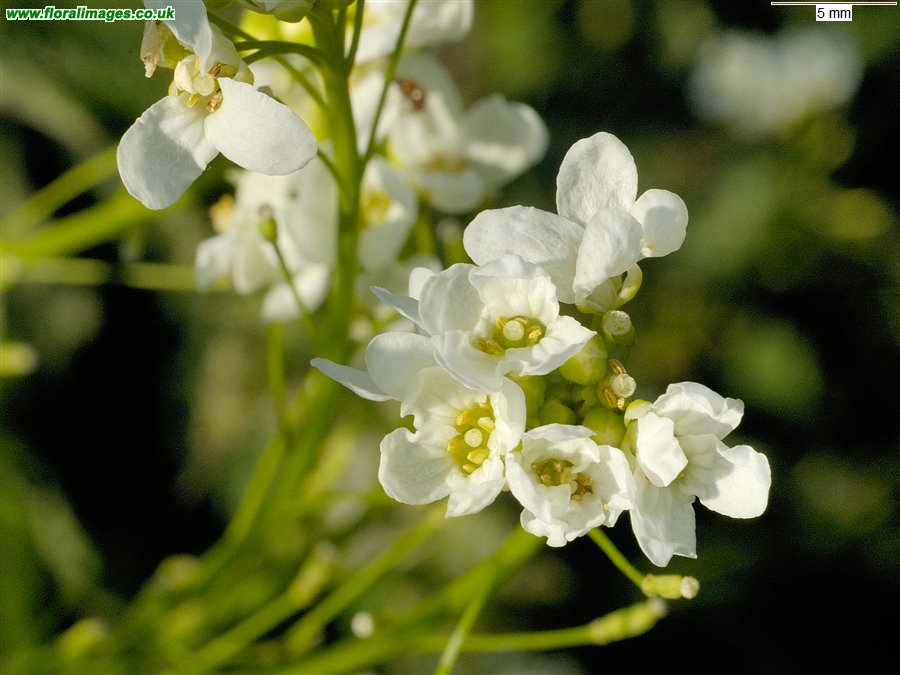 Armoracia rusticana