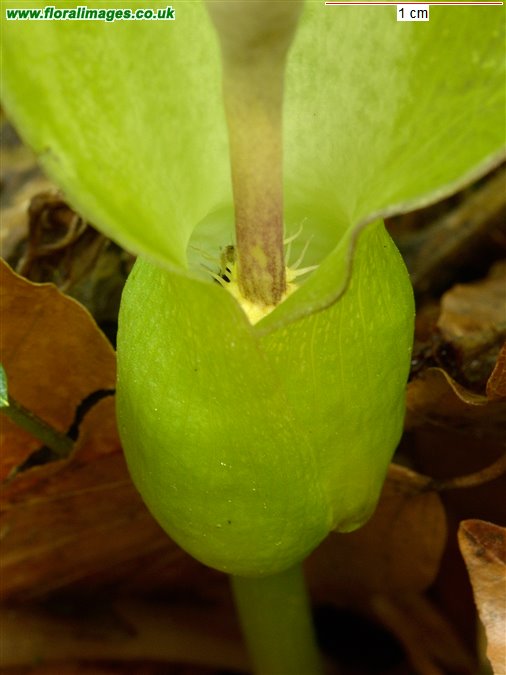 Arum maculatum