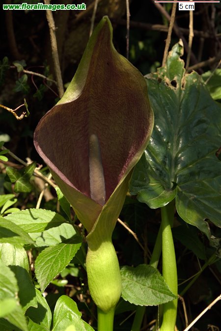 Arum maculatum