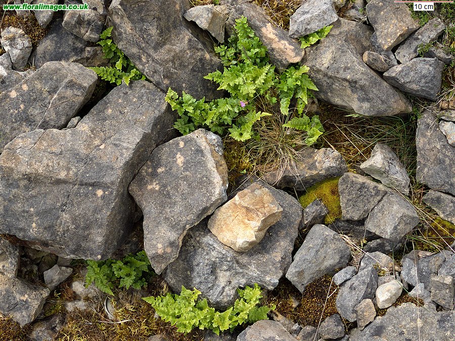 Asplenium adiantum-nigrum