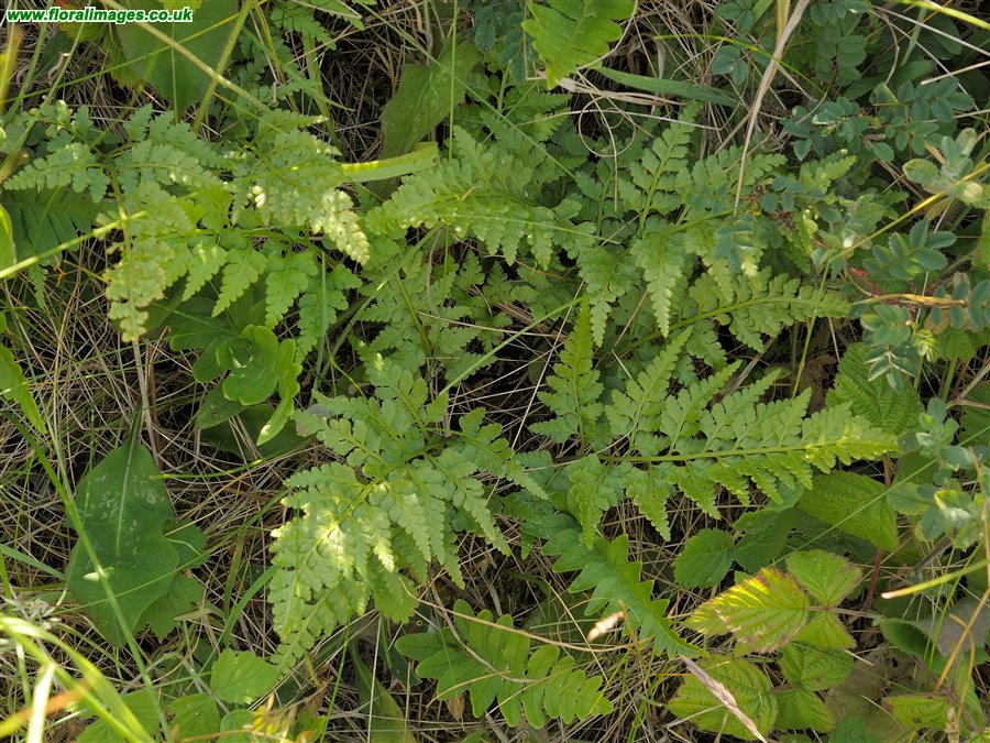 Asplenium adiantum-nigrum