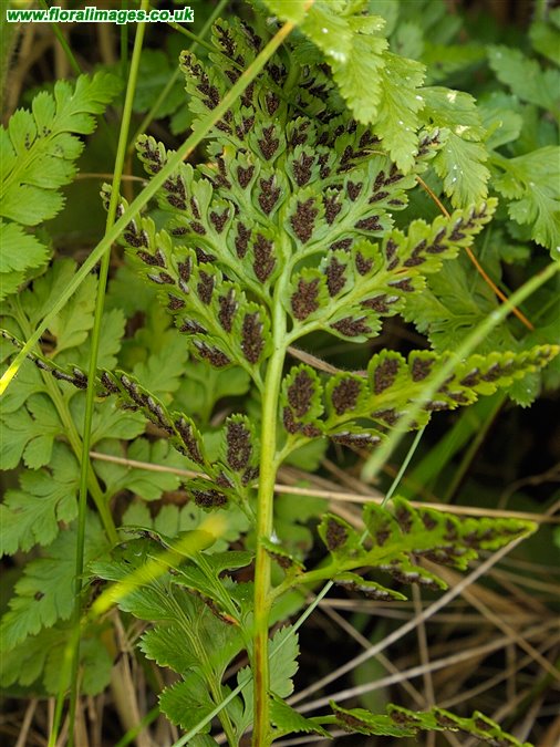 Asplenium adiantum-nigrum