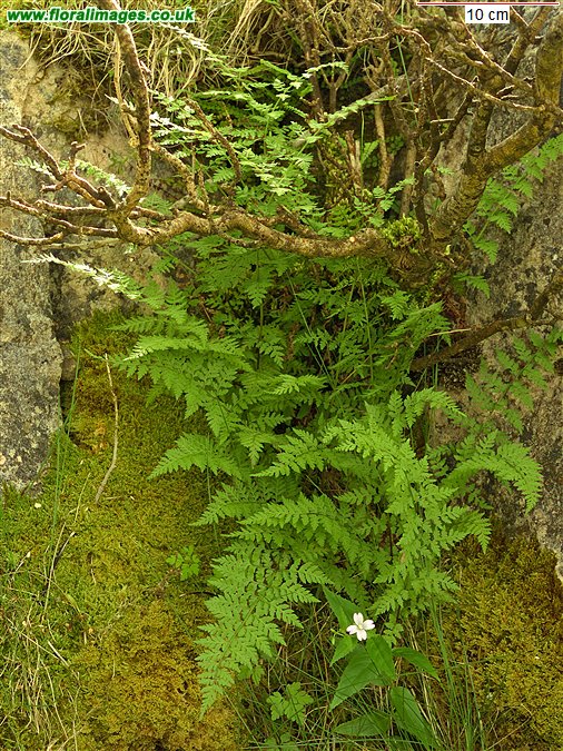 Asplenium adiantum-nigrum