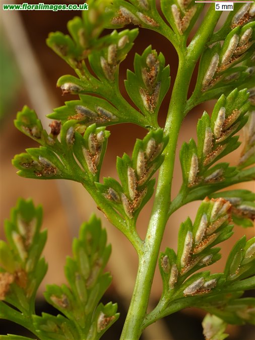 Asplenium onopteris