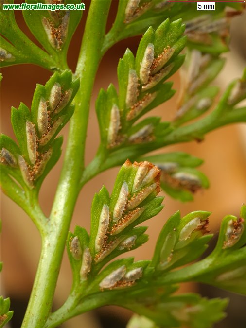 Asplenium onopteris