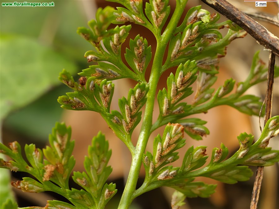 Asplenium onopteris