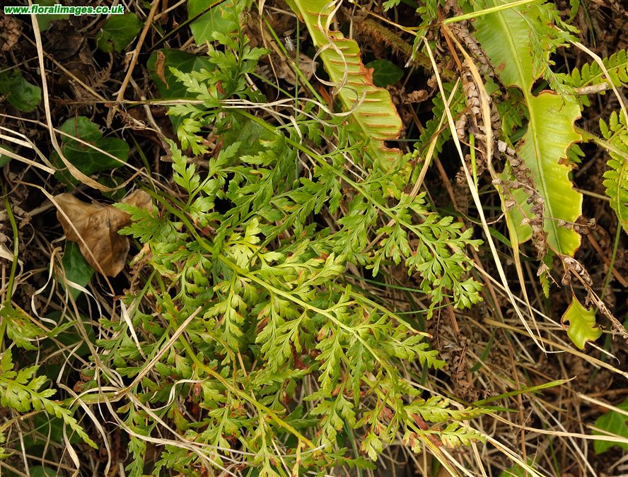Asplenium onopteris