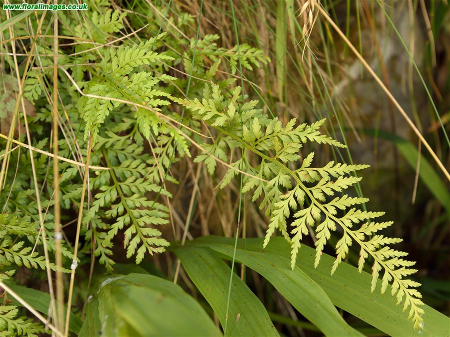 Asplenium onopteris