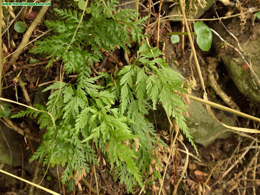 Asplenium onopteris
