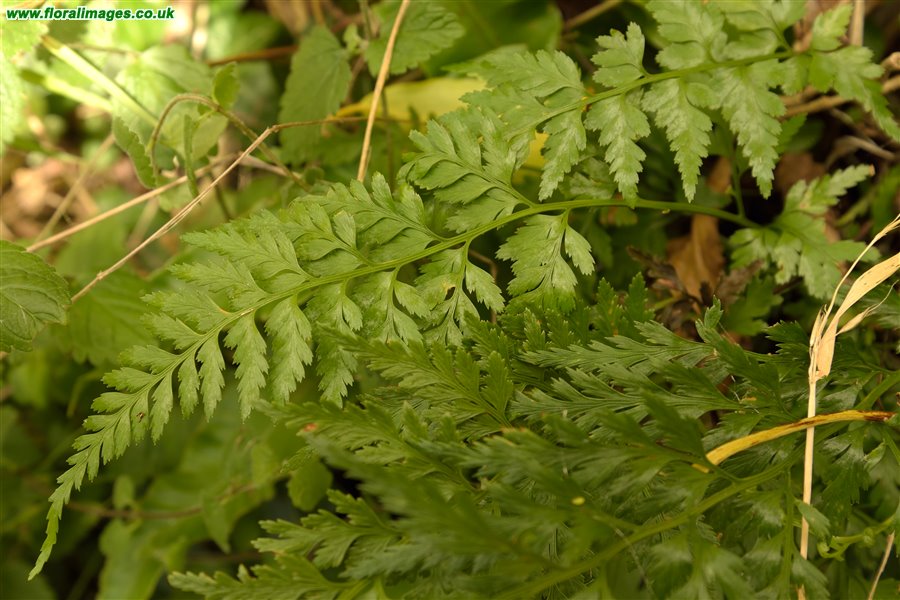 Asplenium onopteris