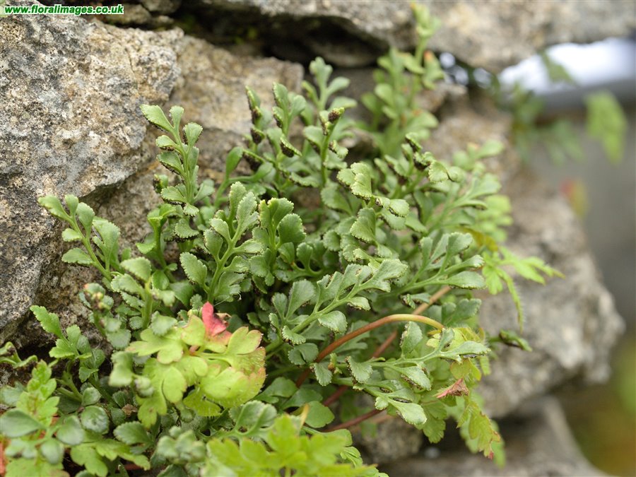 Asplenium ruta-muraria